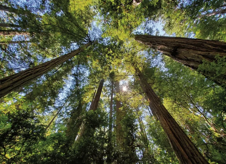 This is a photograph taken on a mobile phone outdoors in during the summer of 2020 looking up at the tall trees in Redwood National Park, California.